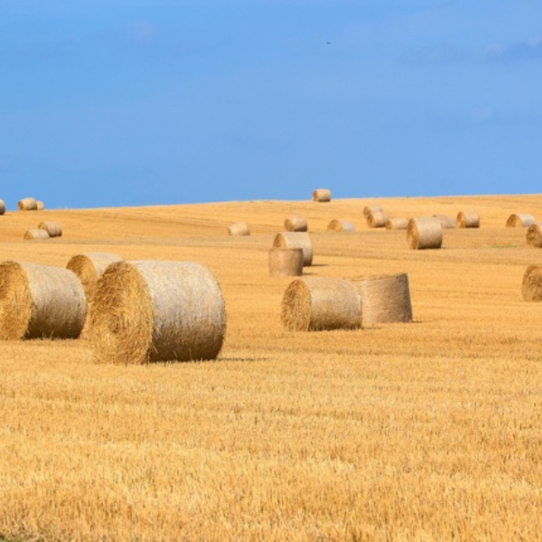 Immagine Guide Piemonte